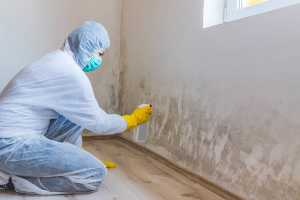 Licensed Mold Cleanup service in Stony Creek, VA - WQB Mold Removal