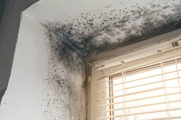 Affordable Mold Cleanup solutions in Stony Creek, VA